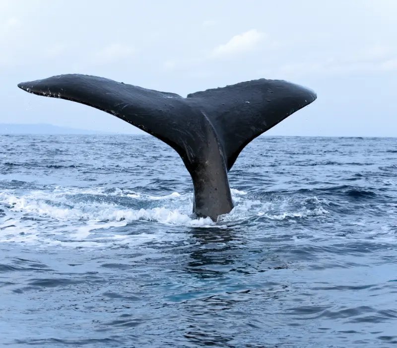 Nature & Wild Life