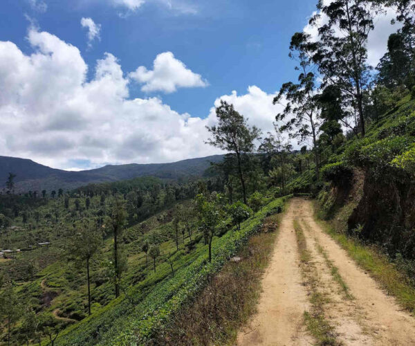 dayagama-to-horton-plains-gallery-006