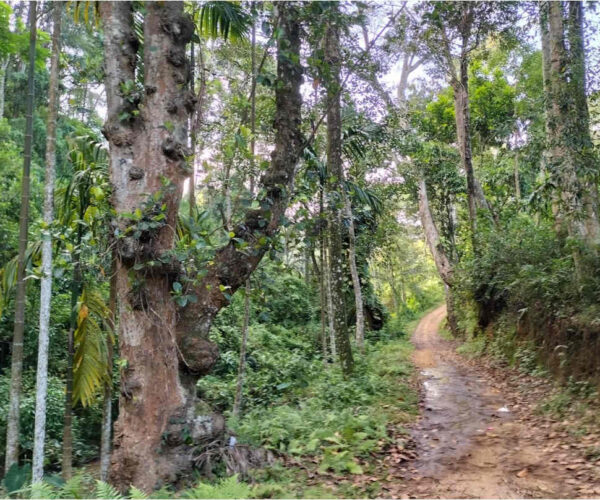 ettampitiya-to-lunuwatte-gallery-003