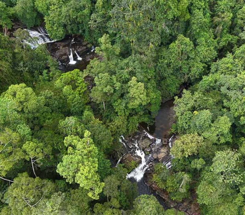 forest-to-rapids-02