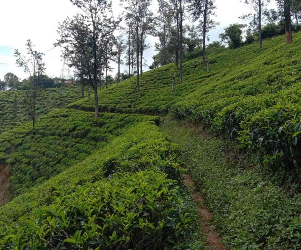 hali-ela-to-ettampitiya-gallery-003