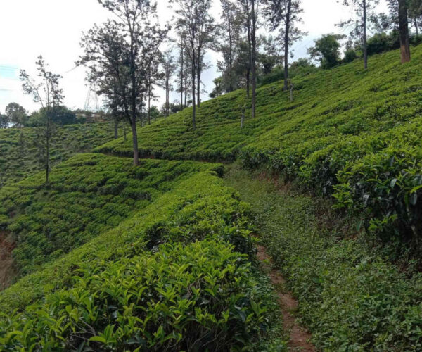 hali-ela-to-ettampitiya-gallery-003