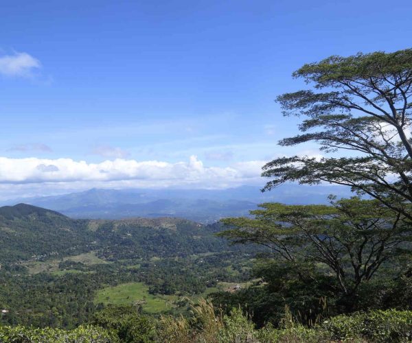 hantana-galaha-gallery-001