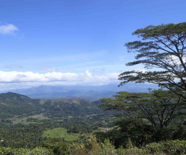 hantana-galaha-gallery-001