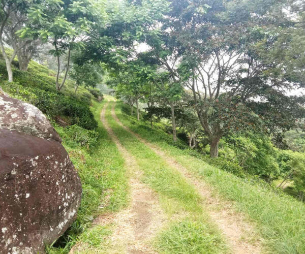 haputale-to-st-catherine-gallery-001