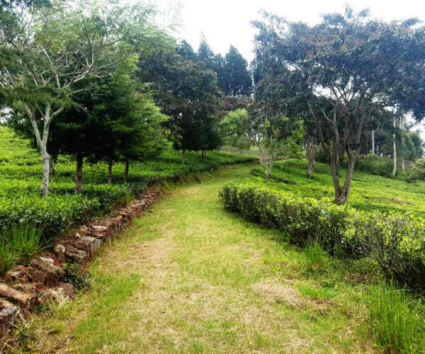 haputale-to-st-catherine-gallery-002