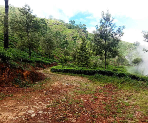 haputale-to-st-catherine-gallery-004