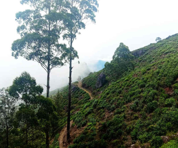 haputale-to-st-catherine-gallery-005