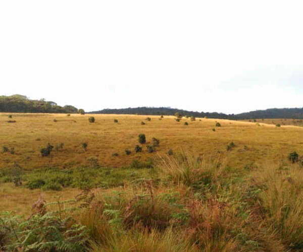 horton-plains-to-udaweriya-gallery-001