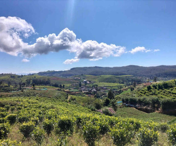 kandapola-to-pedro-estate-gallery-002