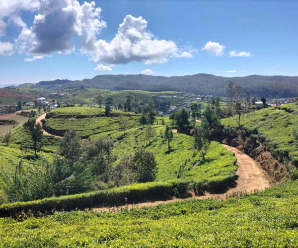 kandapola-to-pedro-estate-gallery-003