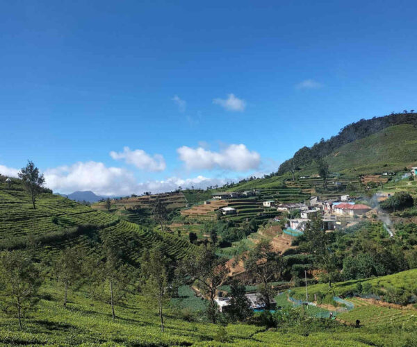 kandapola-to-pedro-estate-gallery-005