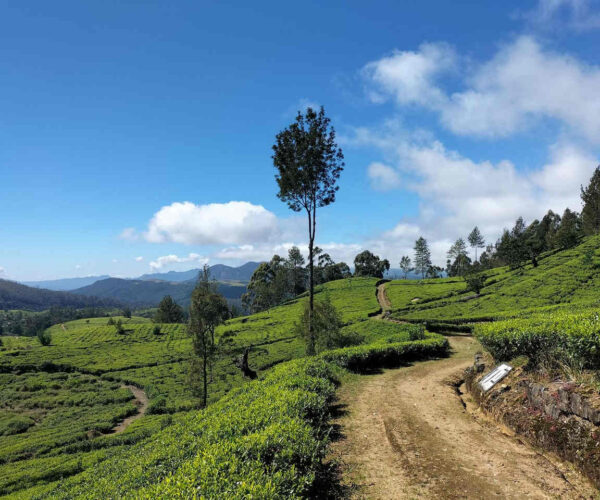 kandapola-to-pedro-estate-gallery-006