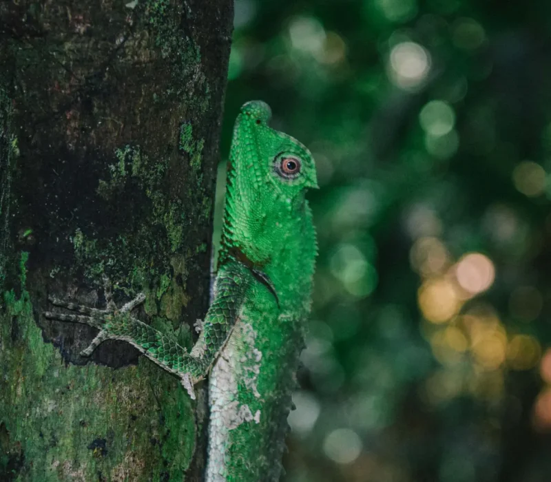 kanneliya-rainforest-03