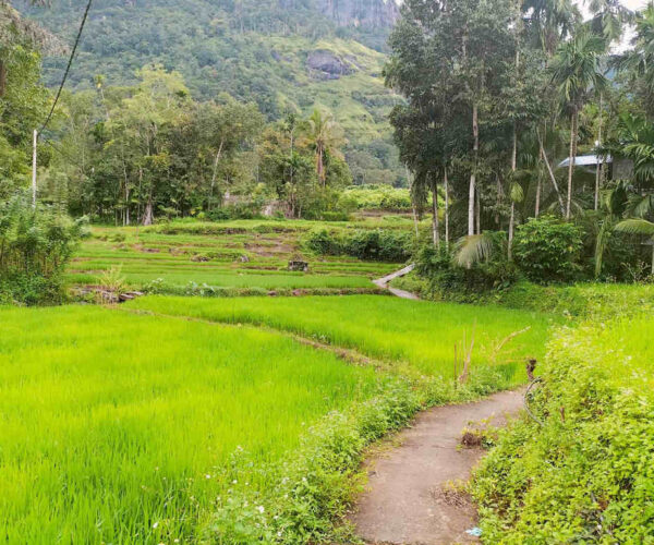 pundaloya-to-watagoda-gallery-002