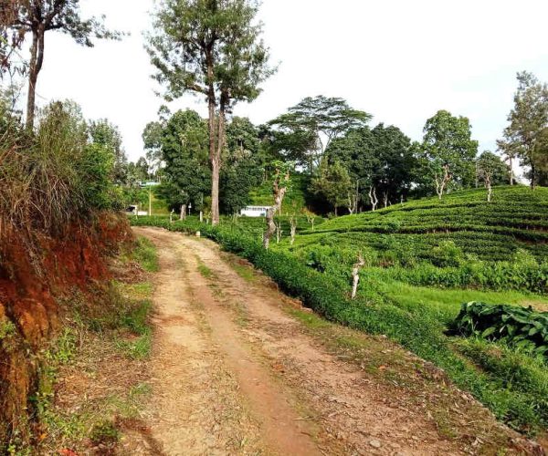 pundaloya-to-watagoda-gallery-004