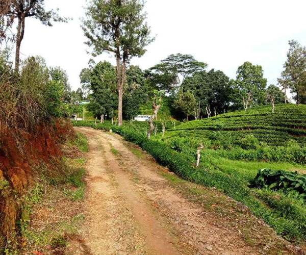 pundaloya-to-watagoda-gallery-004