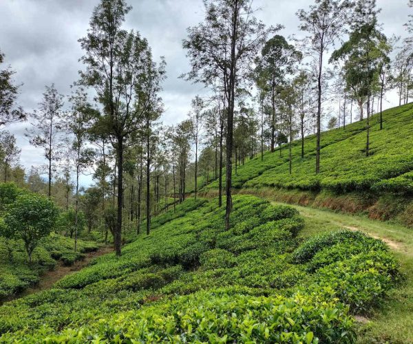 uda-pussellawa-to-kandapola-gallery-004