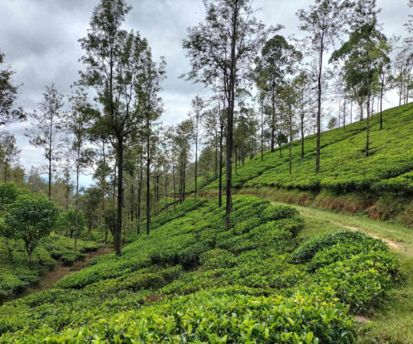 uda-pussellawa-to-kandapola-gallery-004