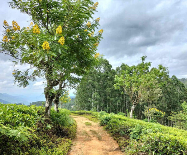 uda-pussellawa-to-kandapola-gallery-005