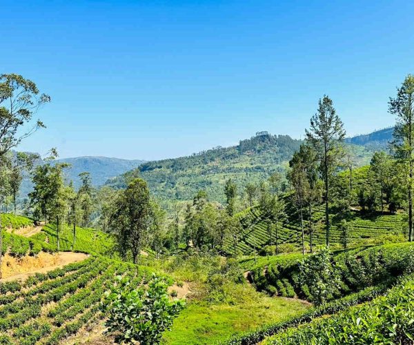 wattagoda-to-kotagala-gallery-005