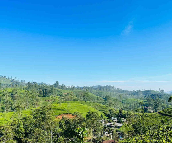 wattagoda-to-kotagala-gallery-006